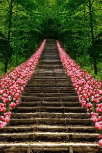 tulip-lined-staircase-in-kyoto-japan-21331
